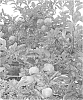 Malus%20domestica%20%27Stark%20Gugger%27