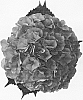 Hydrangea%20macrophylla%20%27HBAnavy%27