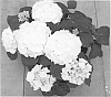 Hydrangea%20macrophylla%20%27H211907%27