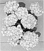 Hydrangea%20macrophylla%20%27H211901%27