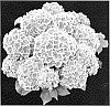 Hydrangea%20macrophylla%20%27H211905%27
