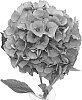 Hydrangea%20macrophylla%20%27HBAmari%27