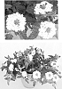 Verbena%20hybrida%20%27RIKAV17805%27
