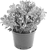 Alstroemeria%20hybrida%20%27Emily%27
