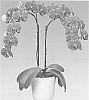 Phalaenopsis%20hybrid%20%27Circus%27