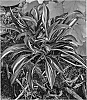 Hosta%20hybrid%20%28Tratt.%29%20%27Sparkler%27