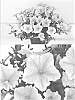 Petunia%20x%20hybrida%20%27Sunsurf%20Kitatsu%27