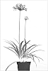 Agapanthus%20africanus%20%27Moonlight%20Star%27