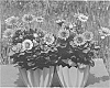 Osteospermum%20plant%20named%20%27KLEOE13214%27