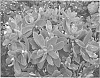 Sedum%20telephium%20%27Touchdown%20Breeze%27
