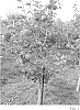 Malus%20domestica%20Borkh%20%27Lewis%27