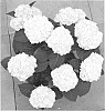 Hydrangea%20macrophylla%20%27H211908%27