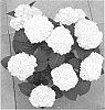 Hydrangea%20macrophylla%20%27H211908%27