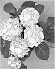 Hydrangea%20macrophylla%20%27H211904%27