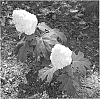 Hydrangea%20quercifolia%20%27Brother%20Edward%27