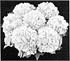 Hydrangea%20macrophylla%20%27H211906%27