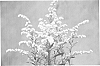 Solidago%20hybrida%20%27KLESH13014%27