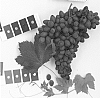 Vitis%20vinifera%20%27IFG%20Sixteen%27