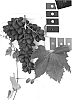 Vitis%20vinifera%20%27IFG%20Seventeen%27