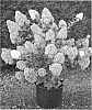 Hydrangea%20paniculata%20%27RENSUN%27