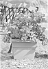 Abutilon%20x%20hybrida%20%27NUABRED%27