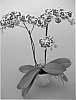Phalaenopsis%20Blume%20%27PHALDAMWIL%27