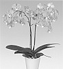 Phalaenopsis%20hybrid%20%27PHALDAQDAQ%27