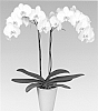 Phalaenopsis%20Blume%20%27PHALCARDOK%27