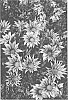 Gazania%20splendens%20%27LOMGAZYLRS%27