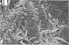 Buddleja%20davidii%20%27PIIBD-II%27