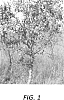 Malus%20domestica%20Mill%20%27MAC%202137%27