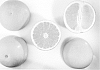 Citrus%20x%20paradisi%20%27JR13%27