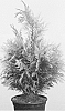 Chamaecyparis%20lawsoniana%20%27Sunny%20Smile%27