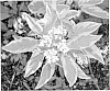 Cornus%20sericea%20%27Gostmazam%27