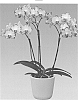 Phalaenopsis%20hybrida%20%27Papagayo%27