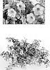 Petunia%20x%20hybrida%20%27USTUN51501%27