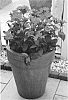 Lychnis%20x%20arkwrightii%20%27Pmoore05%27