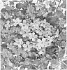 Bacopa%20hybrida%20%27Duebahskybu%27
