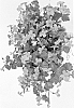 Bacopa%20hybrida%20%27Duebahpusa%27