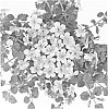 Bacopa%20hybrida%20%27Duebahpihal%27