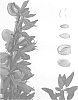 Prunus%20dulcis%20%27Bennett-Hickman%27
