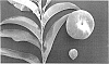 Prunus%20persica%20%27Alpine%20Delight%27