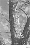 Carya%20illinoinensis%20%27Huffman%27