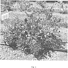 Vaccinium%20%27ZF08-095%27