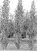 Betula%20platyphylla%20%27Jefpark%27