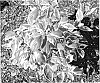 Cornus%20alba%20%27Chovozam%27