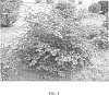 Loropetalum%20chinense%20var.%20rubrum%20%27PIILC-II%27