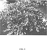 Loropetalum%20chinense%20var.%20rubrum%20%27PIILC-III%27