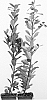 Ilex%20x%20meserveae%20%27Hach%201%27