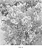 Lagerstroemia%20%27PIILAG%20B2%27
